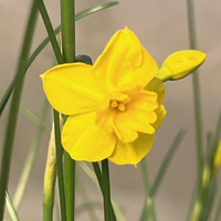 Narcissus jonquilla var. henriquesii (jonquilla)